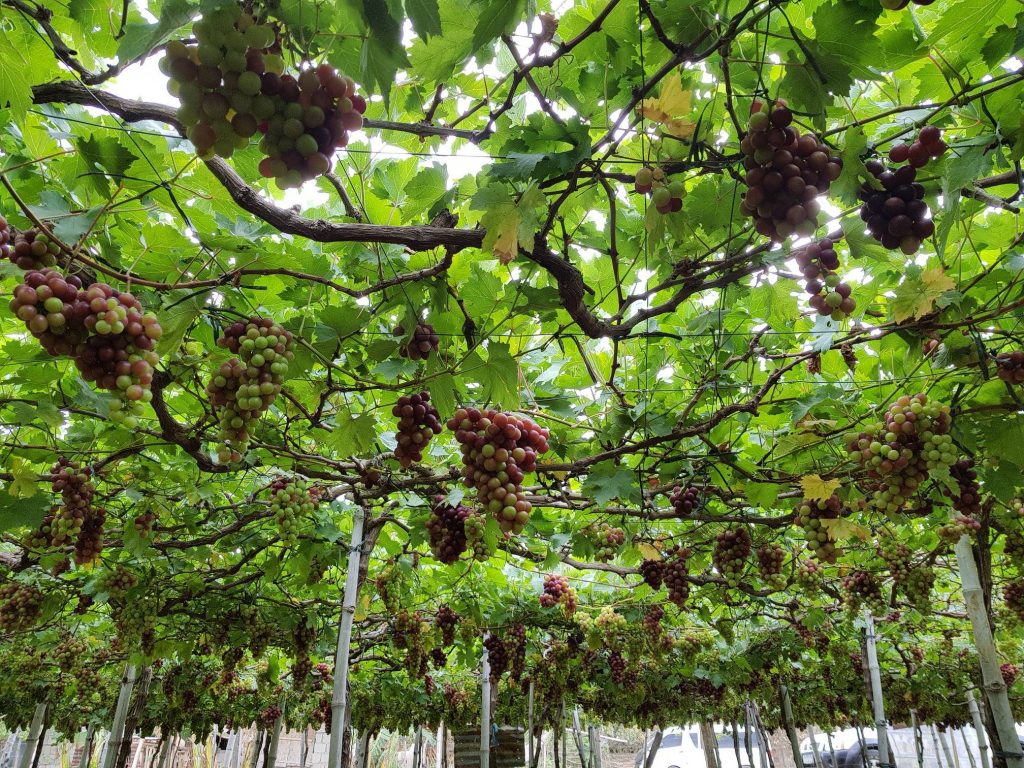 things to do in la union pick grapes at gapuz grapes farm